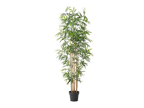 Alquiler de plantas de bambú para eventos