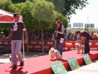 Pasarela Royal Canin Vista Primer Plano Concursantes Desfilando