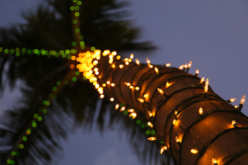Alquiler de cadenas de luces led color blanco cálido cable de goma verde de 12 metros para decoración de árboles de navidad y todo tipo de espacios en interior y exterior 